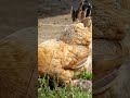 Une poule guidant avec soin son poussin 🐤 Short video 4K 2022