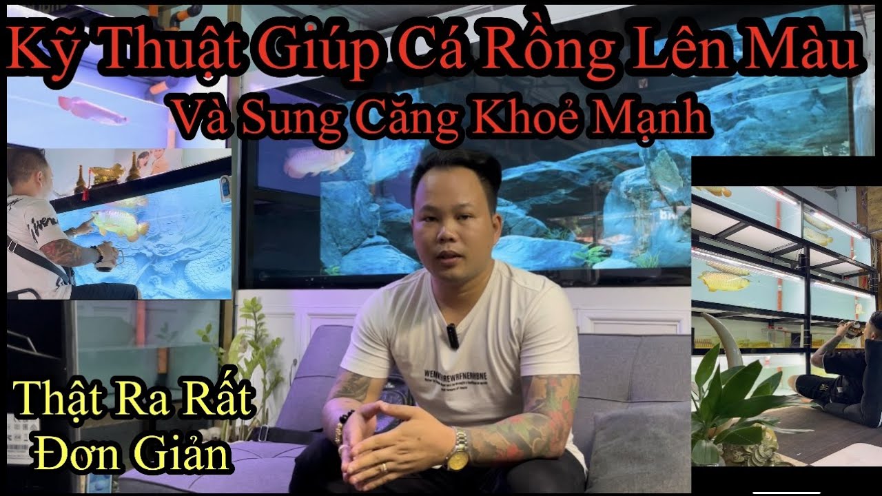 Kỹ Thuật giúp Cá Rồng Lên Màu Và Sung Căng Liệu Có Thật ? Hay Chỉ Là LÙA GÀ ????