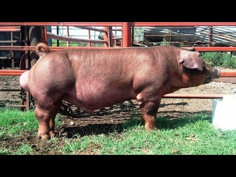 Как кастрировать кабана ⛔️❗️❗️❗️это шок 🔞 огромный хряк дюрок 💯