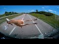 Hitting a deer at 70mph warning graphic content
