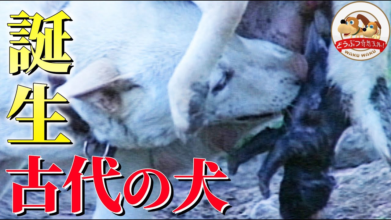 感動 琉球犬の出産 太古のイヌが見せた母性愛 野生の本能 どうぶつ奇想天外 Wakuwaku 動物がかわいいyoutube動画はここだ 感動 琉球犬の出産 太古のイヌが見せた母性愛 野生の本能 どうぶつ奇想天外 Wakuwaku 動物がかわいいyoutube動画はここだ