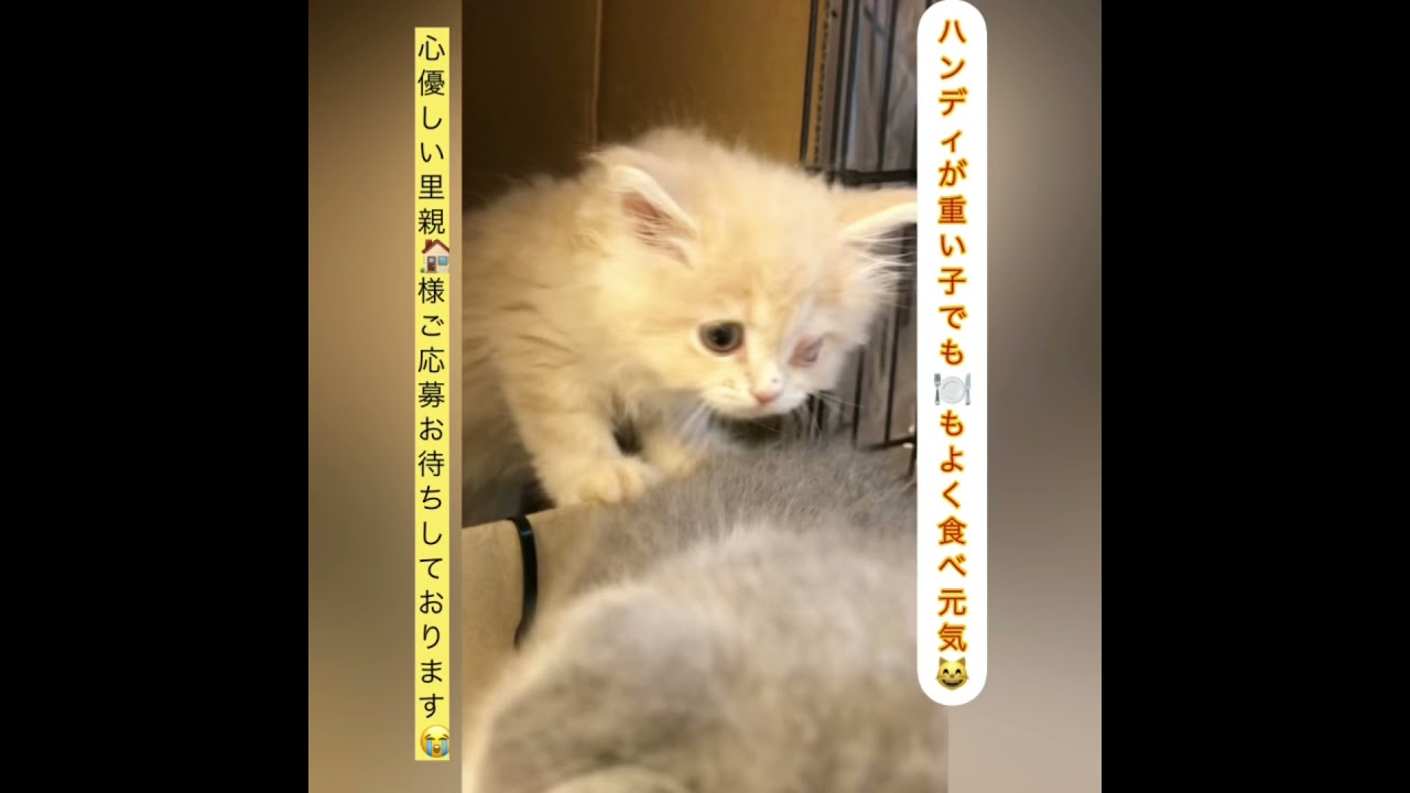 アゴネコ専門店 アゴはネコ公式のサイト 通常の子猫販売 里親ネコ 保護猫譲渡 アゴはネコ ネコ専門店 代々木駅徒歩1分 アゴはネコ 公式のサイト 通常の子ネコ販売 里親子ネコ 保護猫 成ネコ譲渡も アゴネコ専門店 アゴはネコ公式のサイト 通常の子猫販売 里親ネコ 保護猫譲渡 アゴはネコ ネコ専門店 代々木駅徒歩1分 アゴはネコ 公式のサイト 通常の子ネコ販売 里親子ネコ 保護猫 成ネコ譲渡も