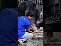 Niemand glaubte, dass dieser Elefant wieder laufen würde😱🐘