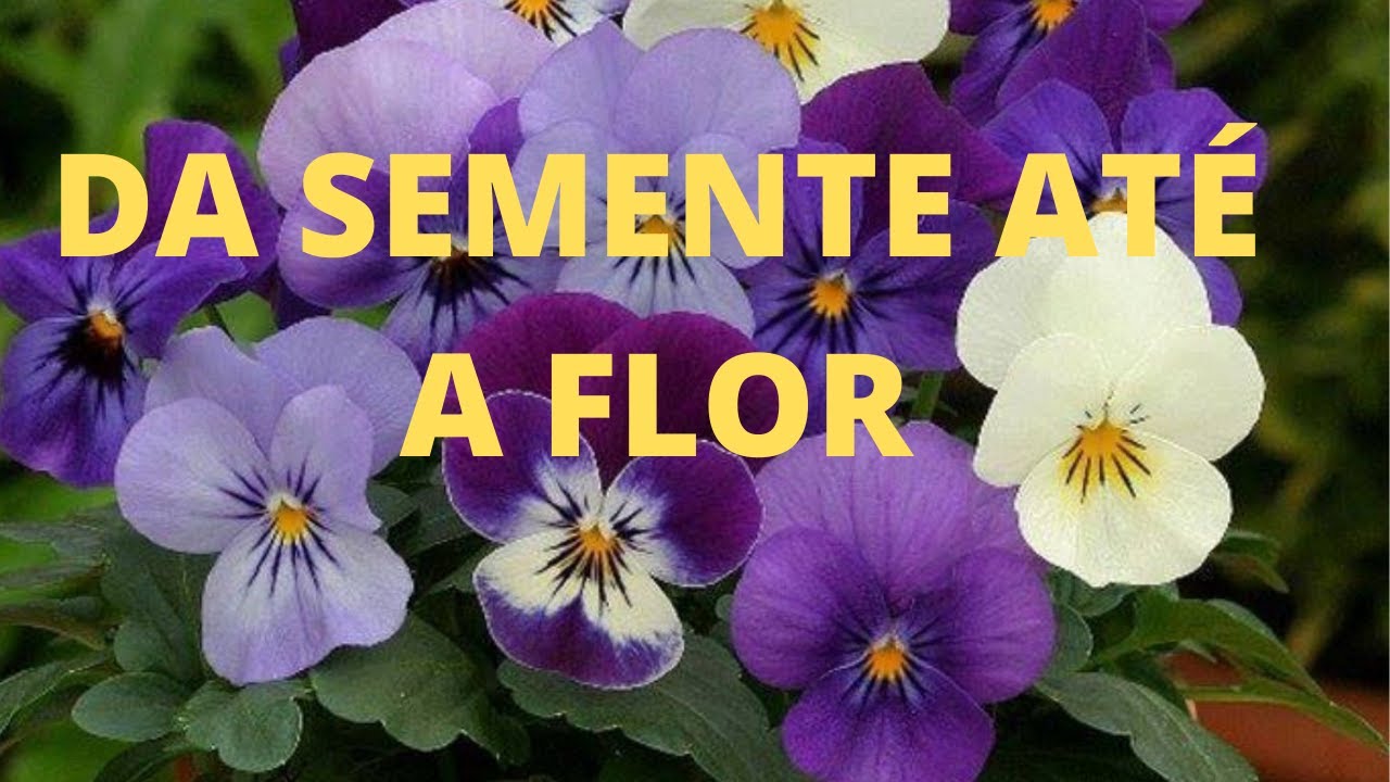 Como plantar flor amor perfeito da semente até a flor passo a passo completo