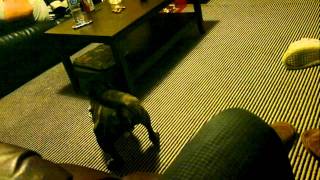 Staffordshire Bull Terrier Bless