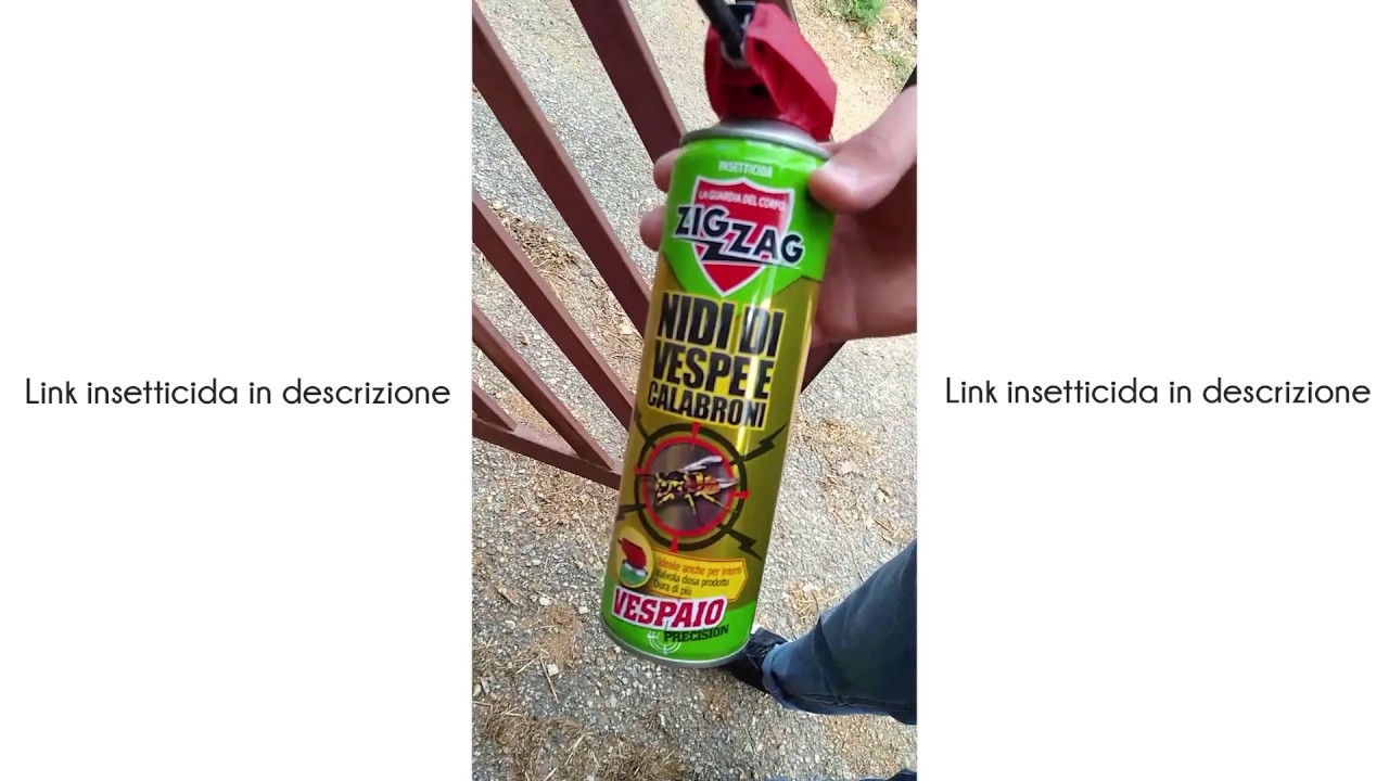 Come eliminare nidi di vespe e calabroni nella cassetta della posta ...