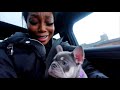 I got a puppy!! #dogmum .. | APD 6