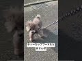 グレーのティーカッププードルの仔犬とお散歩したらジャンプして可愛かった