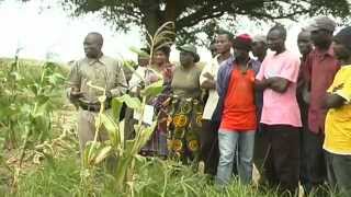 Conservation Agriculture in Zambia