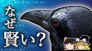 なぜカラスは他の鳥類よりも賢いのか【ゆっくり科学】