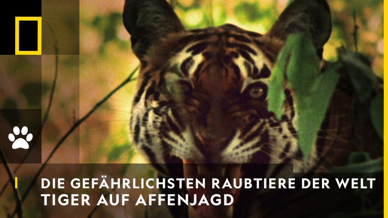 Was Ist Das Gefährlichste Raubtier Der Welt www.youtube.com