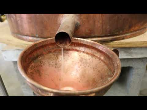 How We Distill Grand Fir Essential Oil