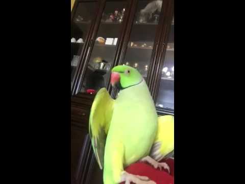 Malayalam speaking parrot Sonu