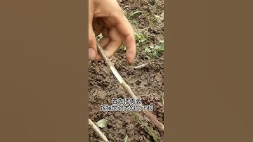 Dạy bạn ghép cây ăn quả. # 果树 graf 接 # Trợ lý Douyin