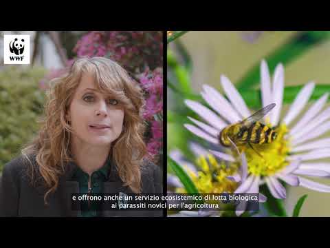 Video: Impollinazione degli insetti: perché gli impollinatori sono importanti nel tuo giardino