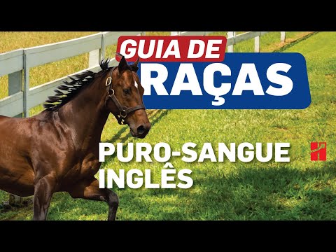 Vídeo: Raça De Cavalo Puro-Sangue Inglês Hipoalergênico, Saúde E Longevidade