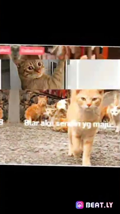 kucing oyen nih Boss 😺😎 ras terkuat di indo