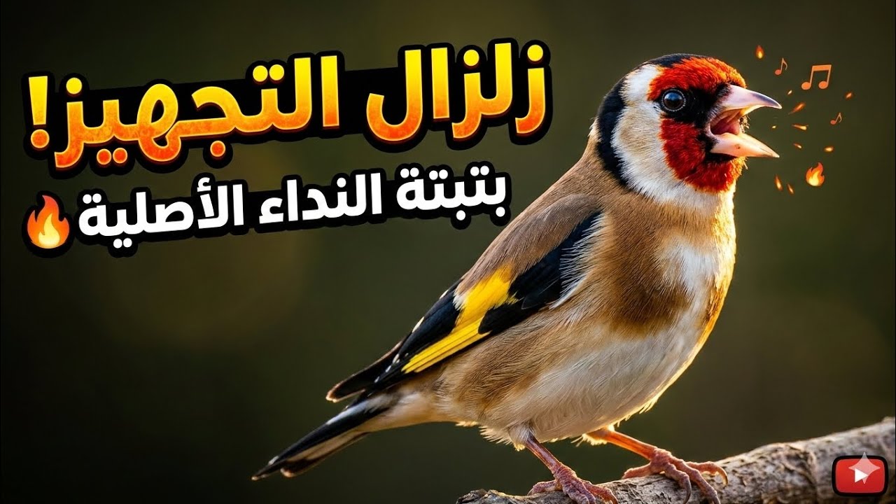 بتبتة النداء: أقوى أصوات الحسون لتحفيز الذكر والأنثى على التزاوج