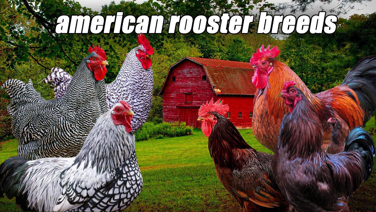 5 best american rooster breeds - YouTube