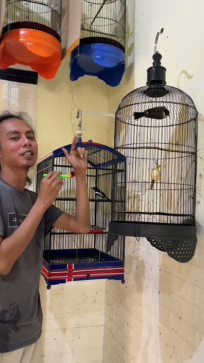 ini asli konyol, Masak Burung Dikagetin Pakai Beginian #burung #kicaumania #qinarabanyuwangi