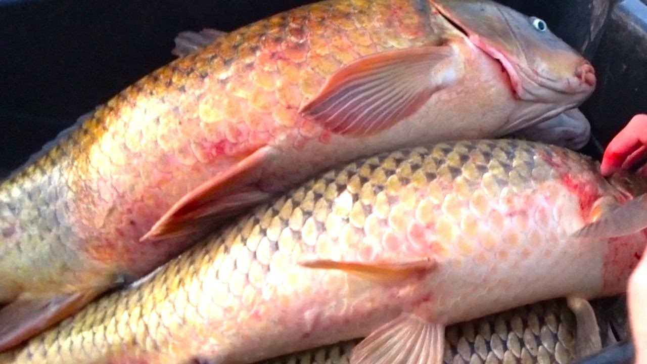 БИТВА С МОНСТРАМИ!!!! ГНУТ ДО ВОДЫ   БРЫЗГИ И ТРЕСК! Рыбалка на крупного сазана