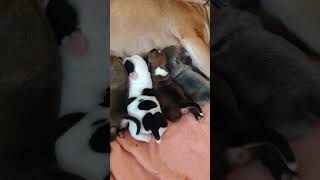 Cute Staffy Puppies In Six Different Colours