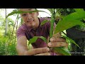 Agricultural crops production nc ii asexual propagation grafting