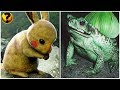 14 POKÉMONS QUE EXISTEM NA VIDA REAL