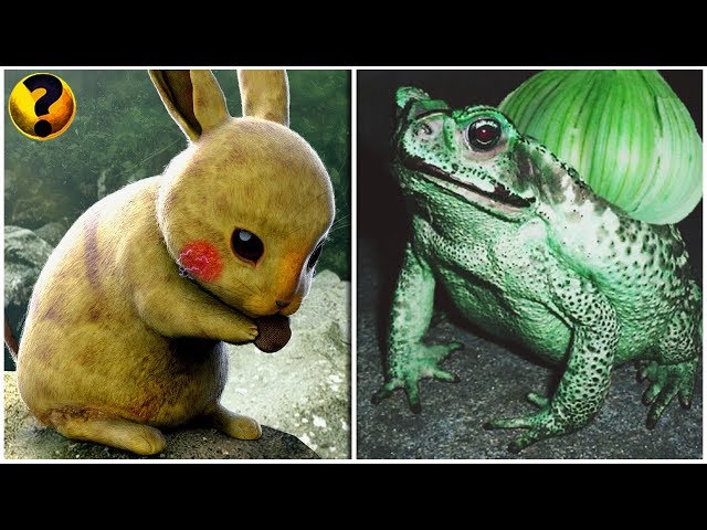 Pokémon na vida real, é hoje temos o Bulbasaur #pokemon #animaisnotikt