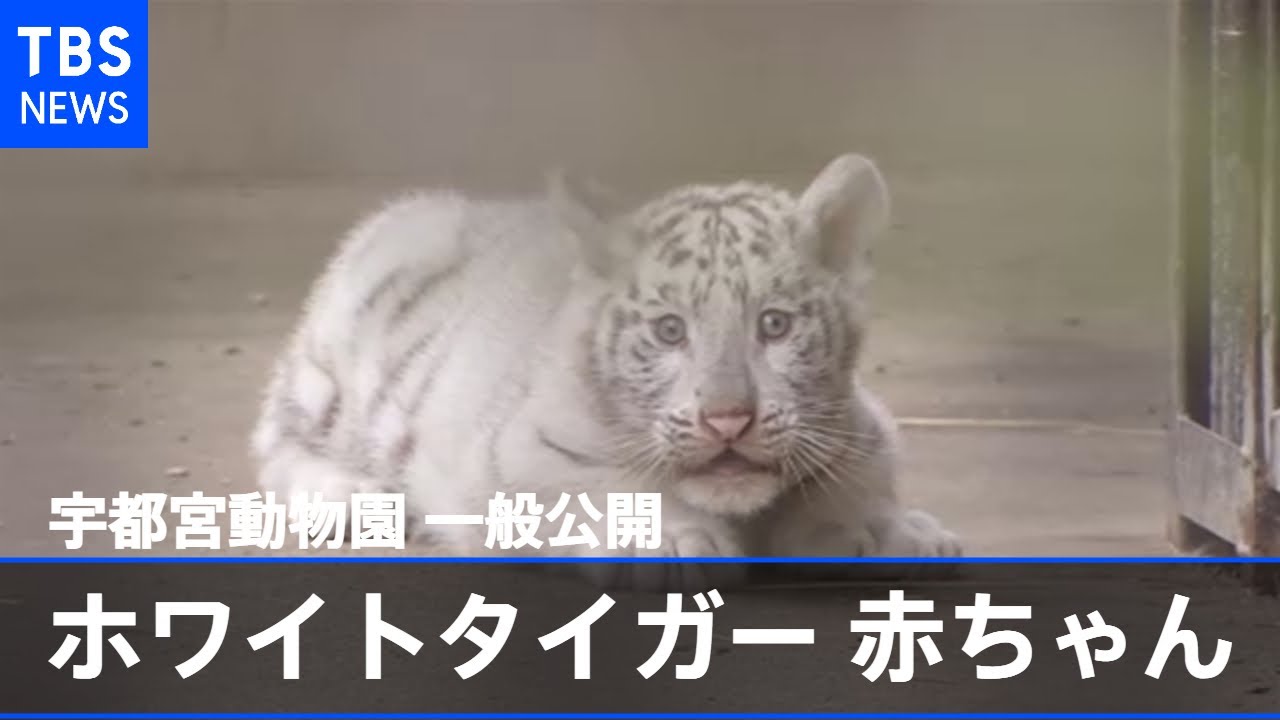 宇都宮動物園でホワイトタイガーの赤ちゃん一般公開 Youtube