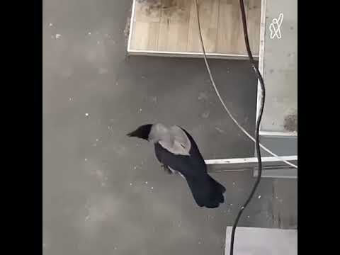 ყვავების შემოსევა თბილისში Нападения ворон на людей - Грузии