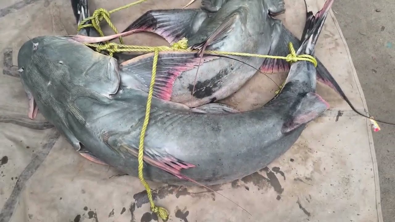 Monster fish catching on river big gorua fish catching🎣  