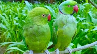 Mitthu Parrot ki Batay by Talking Parrot Mittu 946 views 8 days ago 10 minutes, 15 seconds