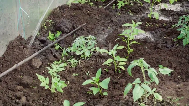 Save a lot of money buying tomatoes, you grow tomatoes using this method  #garderningtips #gardening
