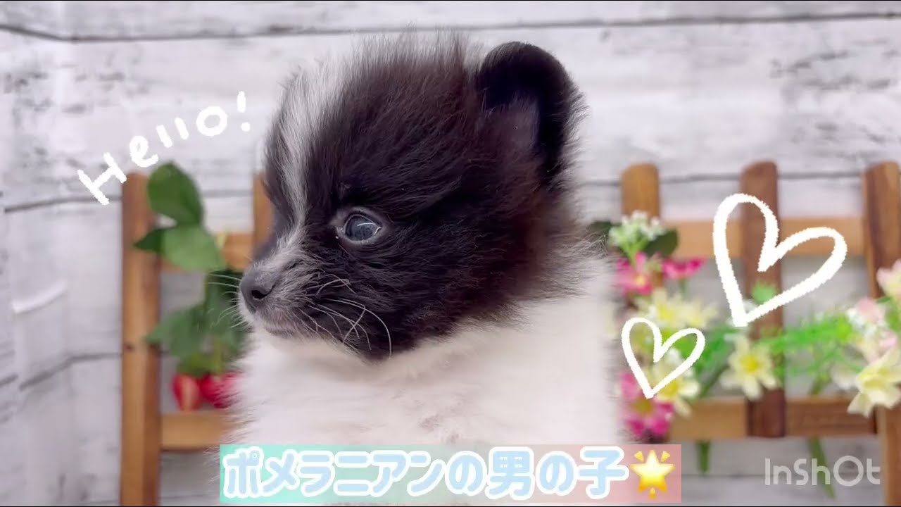 ポメラニアンちゃん - YouTube