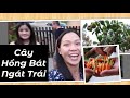 Vlog 1124 ll THĂM VƯỜN RAU VÀ TRÁI CÂY SAU NHÀ CÔ NHUNG- CÂY HỒNG TRĨU NẶNG TRÁI SUM XUÊ Ở CALI