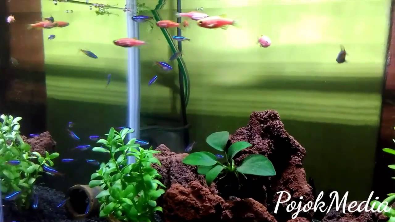 Keindahan Ikan Neon Tetra & Zebra Pink di Aquarium Sederhana 