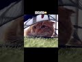 ただのメッシュが無敵だと勘違いしてる短足猫www