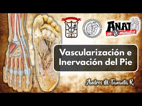 Vídeo: Arco Venoso Dorsal Del Pie Anatomía, Función Y Diagrama - Mapas Corporales