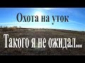 Охота на уток - Такого я не ожидал...