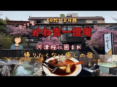 【60代ひとり旅】全20室大人のお宿！【かね吉一燈庵】サフィール踊り子に乗って！満開の河津桜　2025.03.03