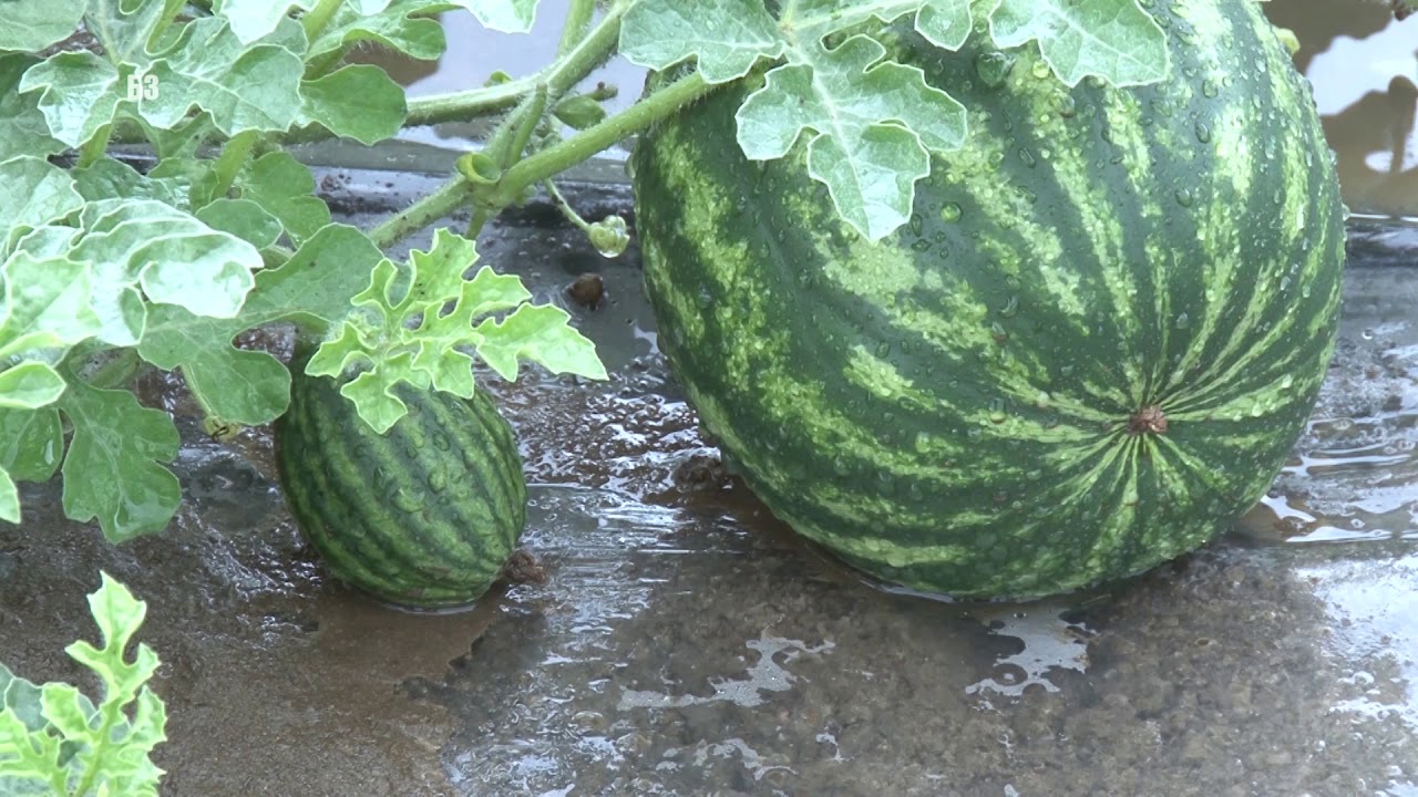 LUBENICE I DINJE OD POCETKA JUNA DO SREDINE SEPTEMBRA -  kako   trikovi majstora - PRSKANJE LEDOM !?