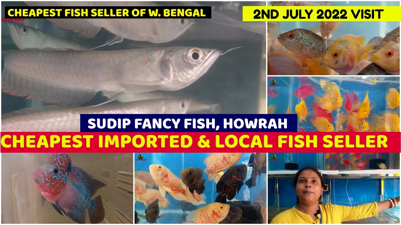 Cheapest Imported & Local Aquarium Fish Seller Sudip Fancy Fish