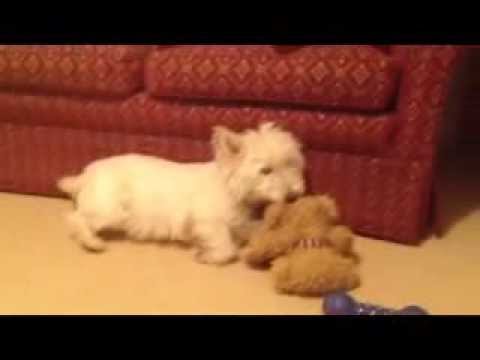 westie teddy bear