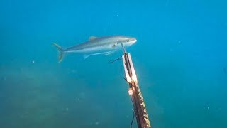 New Zealand Series Part 2: Risking My Life to Spearfish a 10kg Kingfish