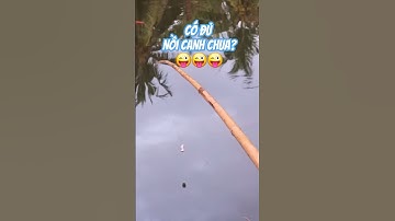 Câu cá phi nấu canh chua | #cauca #caucaphi #fishing #fishinglife #fishingtips #trainghiemcauca