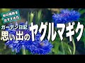【ヤグルマギク】種蒔き〜種取り！10ヶ月全記録！ガーデニング初心者の庭づくり