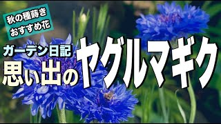 【ヤグルマギク】種蒔き〜種取り！10ヶ月全記録！ガーデニング初心者の庭づくり