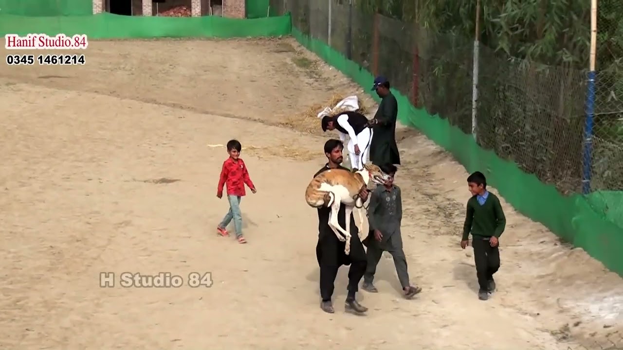 Track race Round 1 Imported male female section Yar Badsha Dhuryana coursing club Dhori 12 Feb 2026