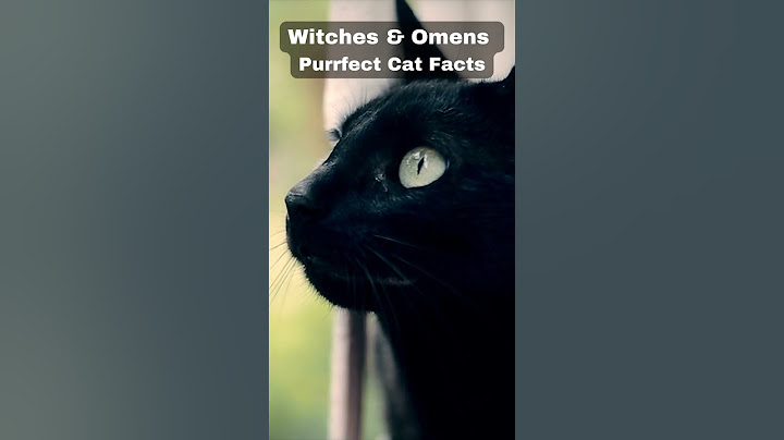 Fortunes Unleashed: Black Cats in Hungarian Folklore #CatsofYouTube #CatFats #Hungary